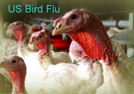 US Bird Flu Cases at 26 Million Ails Poultry Producers