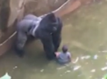 Rare Species Gorilla Killed In Cincinnati Zoo To Save 4-Year-Old Kid