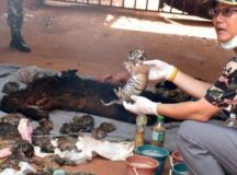 40 Dead Cubs Discovered At Thailand’s Tiger Temple