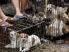 Annual Chinese Festival In Yulin City Petitioned To Stop As Dogs Meat Are Eaten