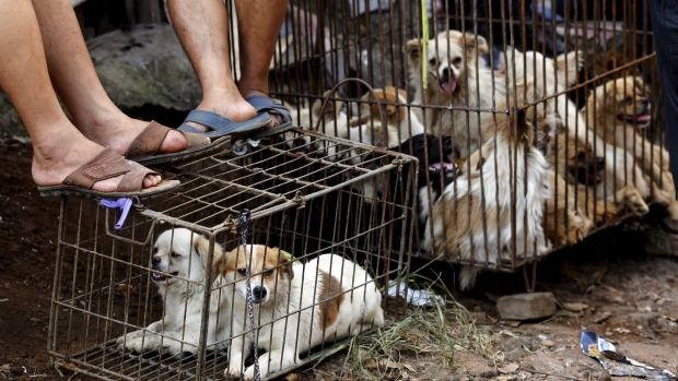 Annual Chinese Festival In Yulin City Petitioned To Stop As Dogs Meat Are Eaten
