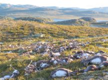 Lightning Kills 323 Reindeers In Norway
