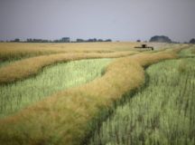 Russia To Further Ease Borrowing Costs For Farmers