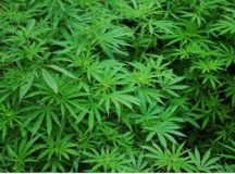 DEA Rejects Bid to Reschedule Cannabis as a Medicine
