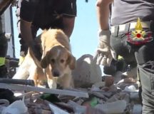 Dog Rescued From Debris After 9 Days Of Earthquake In Italy