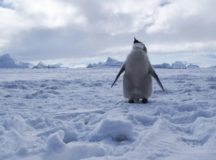 Antarctica’s Ross Sea Becomes World’s Biggest Marine Protected Area