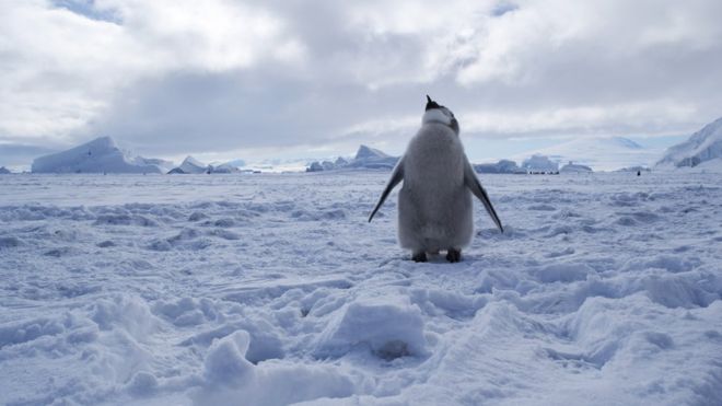 antarcticas-ross-sea-becomes-worlds-biggest-marine-protected-area