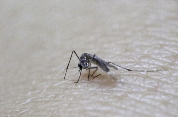drones-to-be-used-spreading-sterile-mosquitoes-in-zika-areas