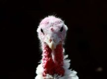 Sweden Announce Slaughtering 200,000 Chickens In Wake Of Bird Flu Virus