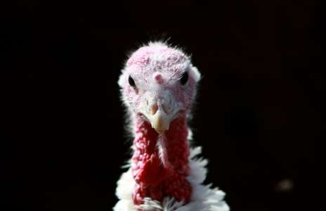 sweden-announce-slaughtering-200000-chickens-in-wake-of-bird-flu-virus