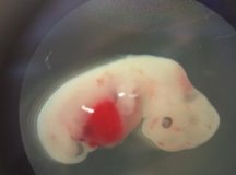 Scientists Successfully Grows Human Organs In Pigs