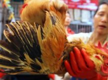 China Shuts Poultry Markets Fearing Further Spread Of Bird Flu Virus