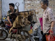 Eating Dog, Cat Meat In Taiwan Could Land You Paying Heavy Fine: New Law