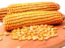 Zimbabwe Bans Maize Import To Protect Local Farmers