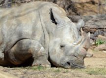 Three-Day Online Rhino Horns Auction Starts In South Africa