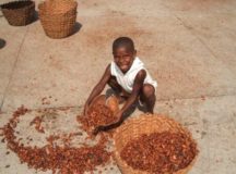 How Child Labor Is Used To Make Chocolate Bars