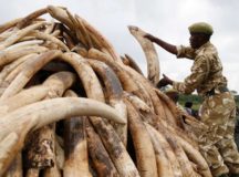 Africa Calls European Union To Ban Ivory Trade