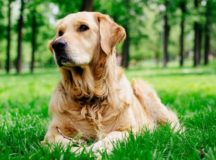 Traditional Chinese Medicine Helps Dogs With Skin Problems