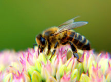 Gardening Tips: Flowers Which are of Little Value to Bees