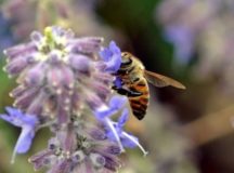 Plants to Encourage Bees in the Organic Garden