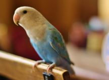 Illness in Pet Birds Related to Housing