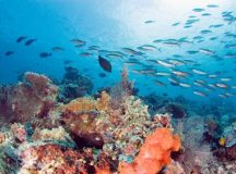 Water Pollution and Coral Reef Destruction