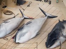 Japan excuses from International Whaling Commission to resume whale hunting