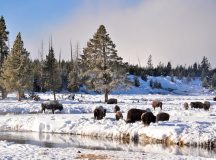 Visit Yellowstone National Park USA in Winter