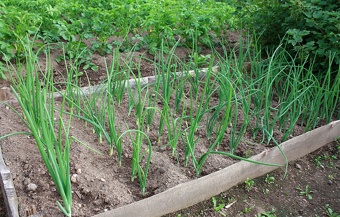 Growing Shallots is Easy for a Kitchen Gardener