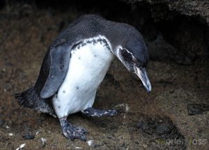 Predators and Prey of the Galapagos Penguin
