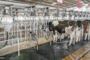dairy business